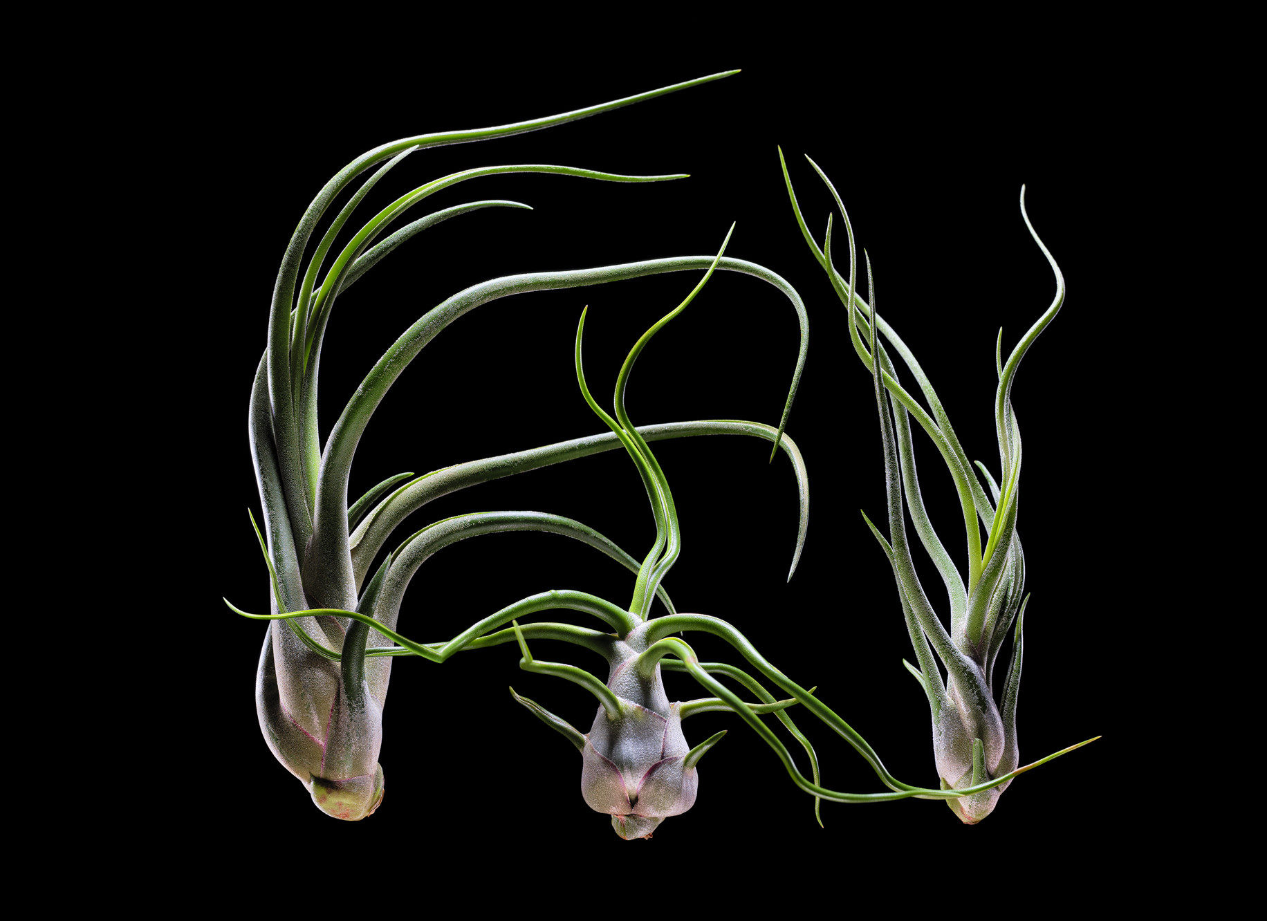 Airplants1809_JG1