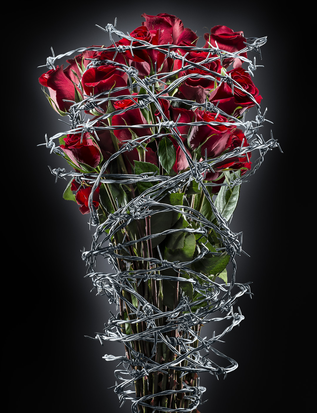 Roses_BarbedWire_M3_1402pxH